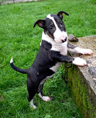 Bulletblanc - Bull Terrier - Portée née le 04/10/2024