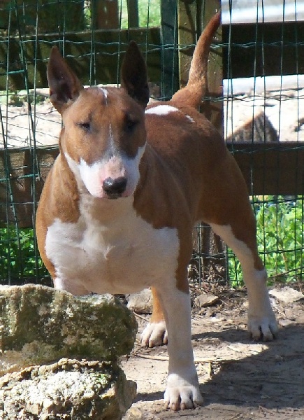 Bulletblanc Dynamite