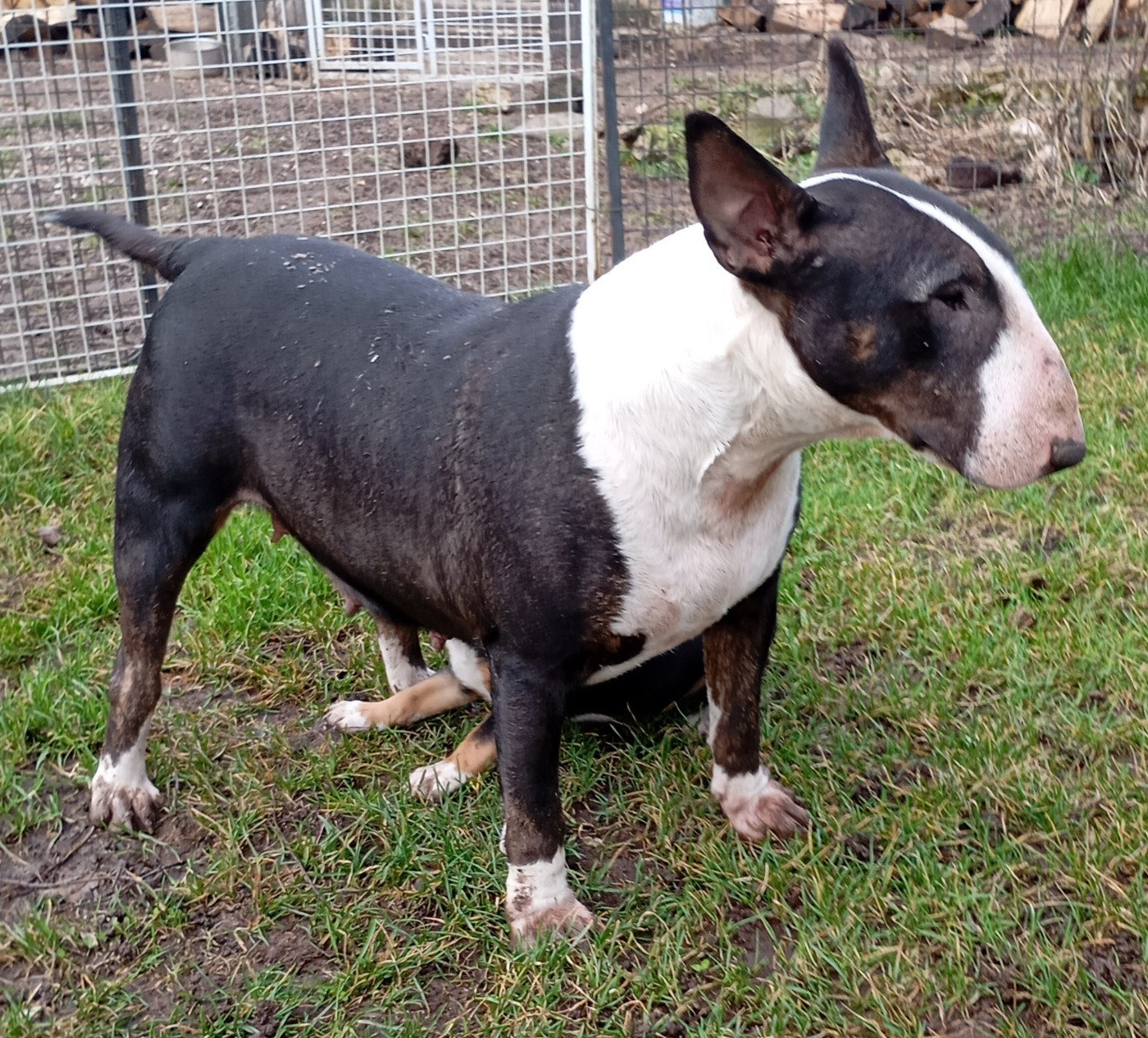 Bulletblanc Thalassa