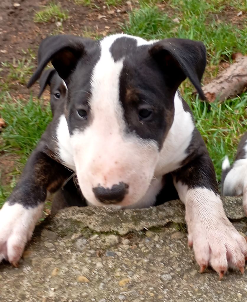 Bulletblanc - Chiots disponibles - Bull Terrier