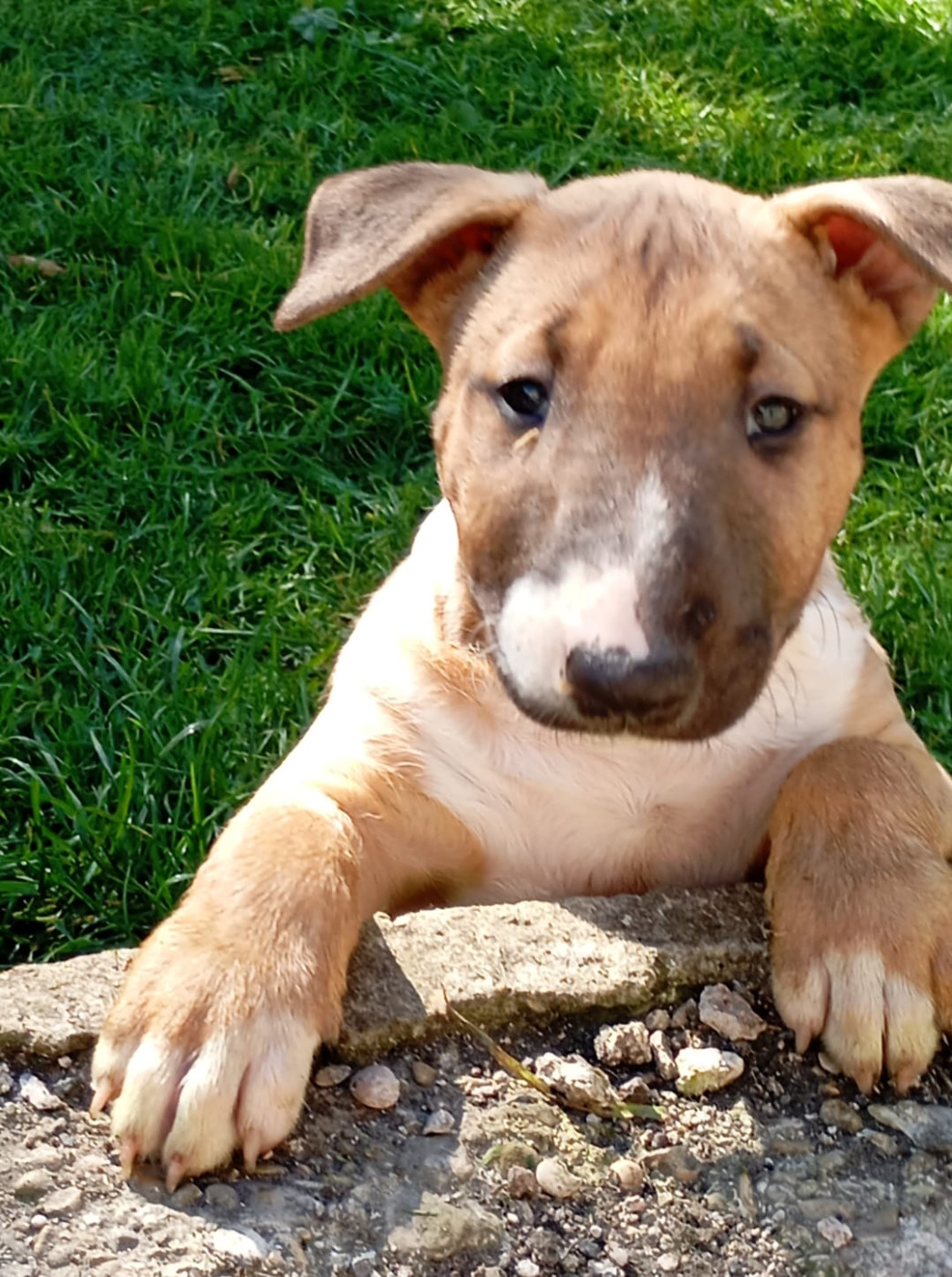 Bulletblanc - Bull Terrier - Portée née le 06/08/2025
