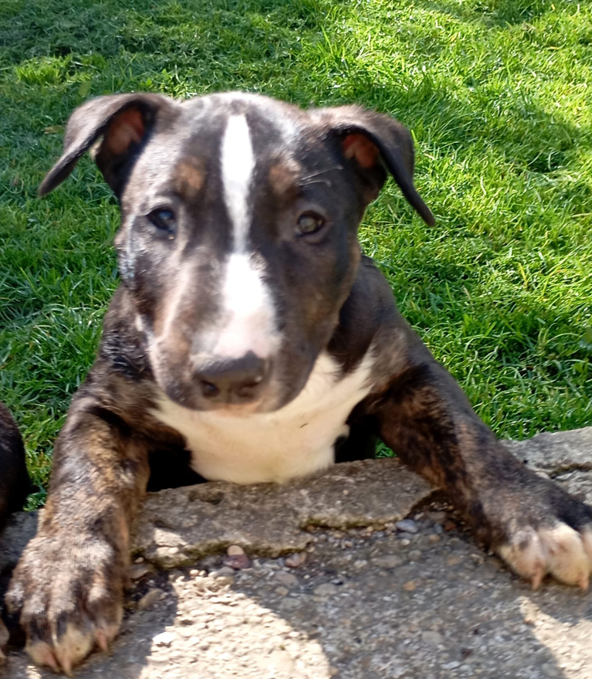 Bulletblanc - Chiots disponibles - Bull Terrier
