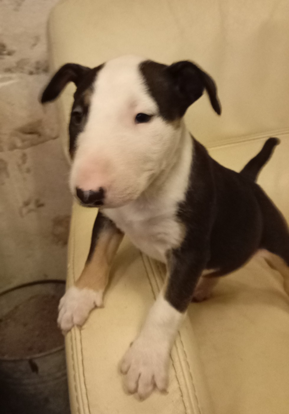 Bulletblanc - Chiots disponibles - Bull Terrier