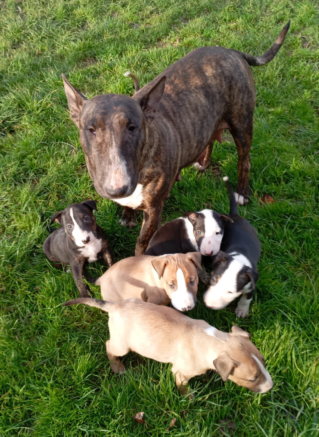 Chiot Bull Terrier Bulletblanc