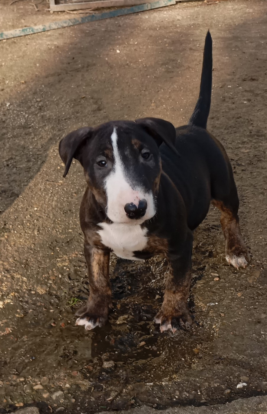 Bulletblanc - Chiots disponibles - Bull Terrier