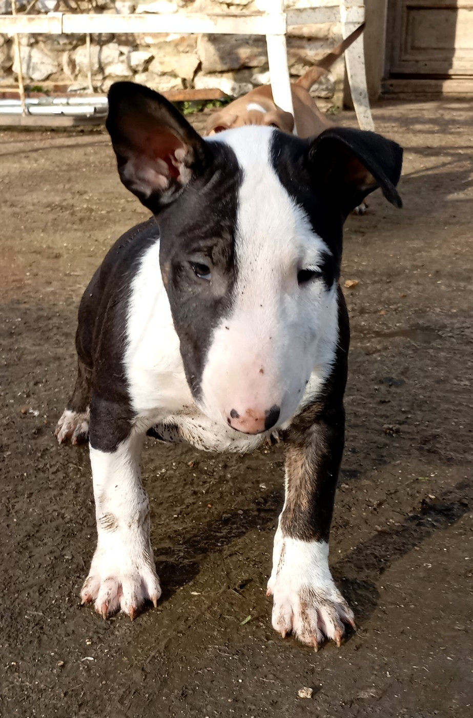 Bulletblanc - Chiots disponibles - Bull Terrier