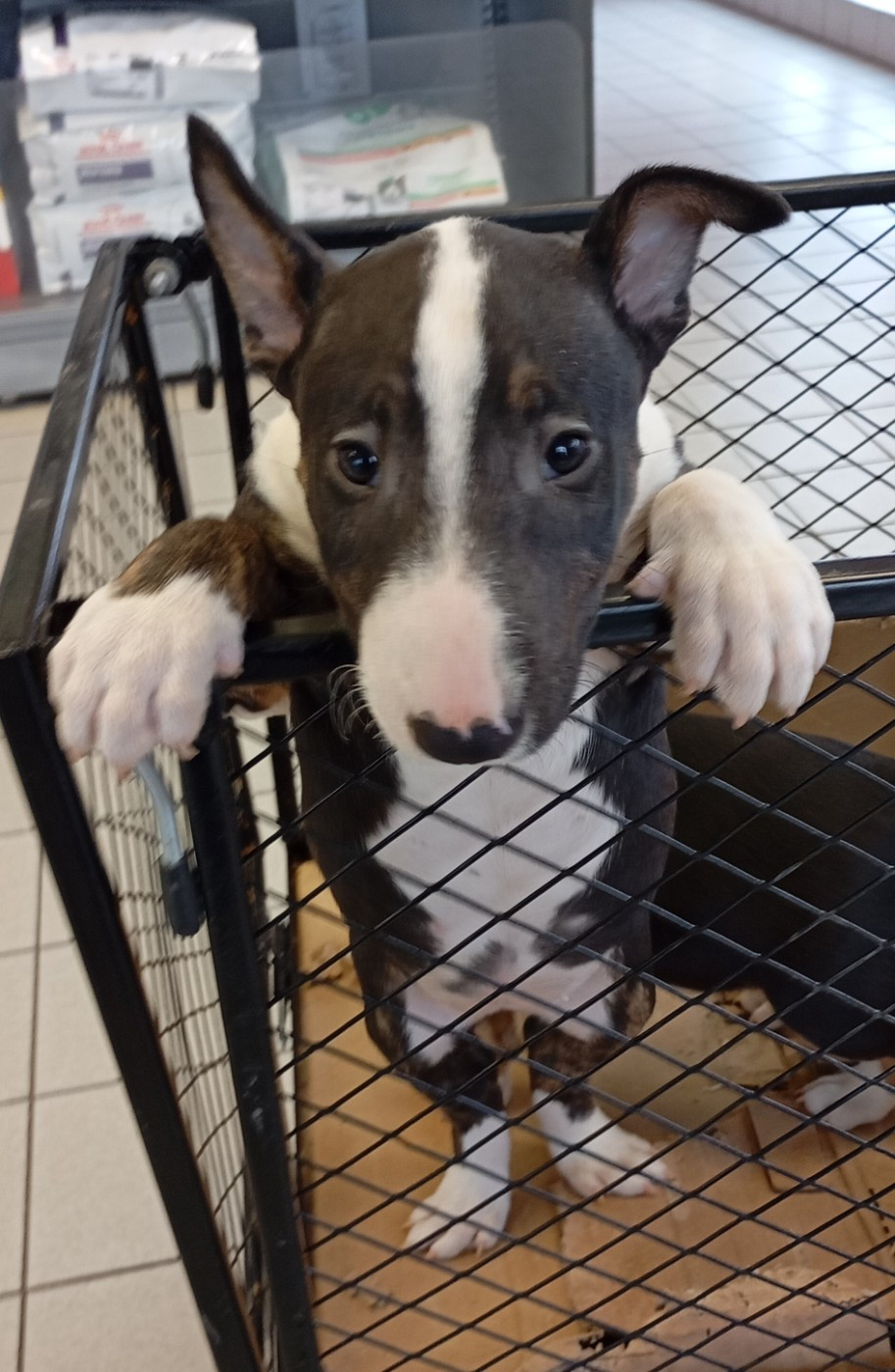 Bulletblanc - Chiots disponibles - Bull Terrier