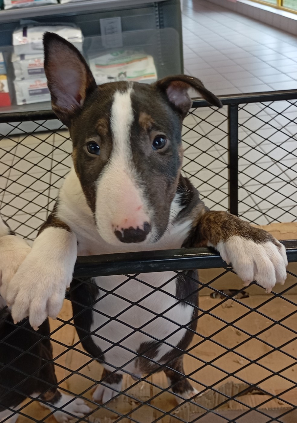 Bulletblanc - Chiots disponibles - Bull Terrier