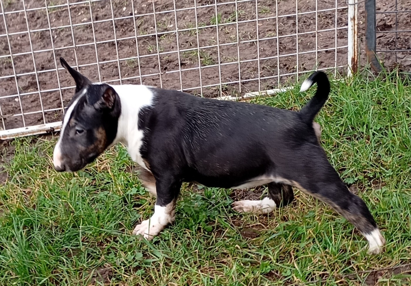 Bulletblanc - Chiots disponibles - Bull Terrier