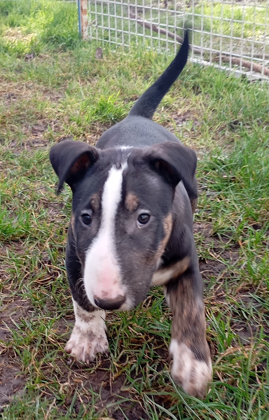 Bulletblanc - Chiots disponibles - Bull Terrier