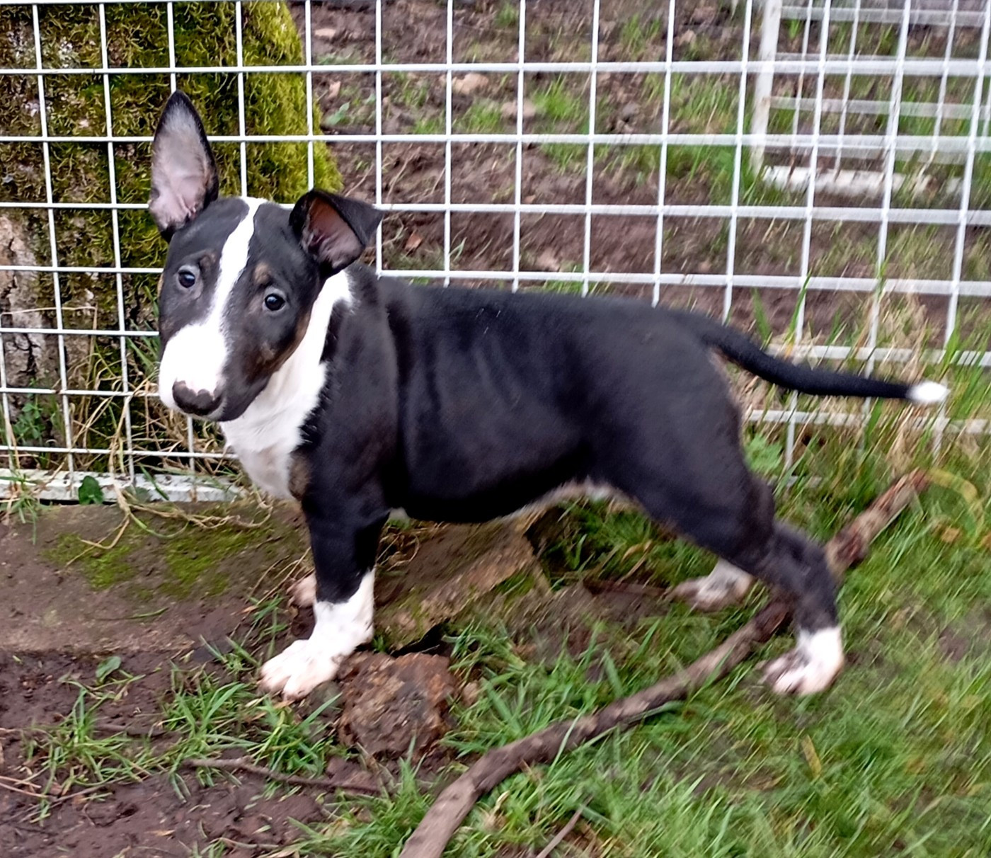 Bulletblanc - Chiots disponibles - Bull Terrier