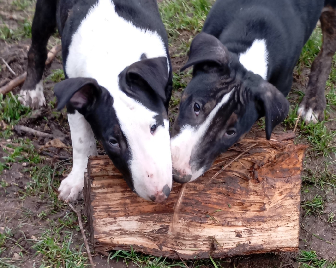 Bulletblanc - Chiots disponibles - Bull Terrier