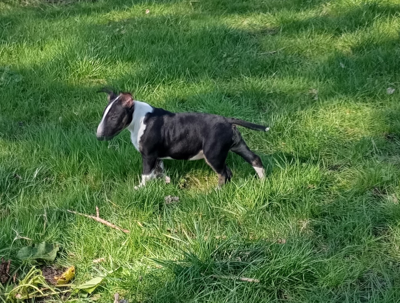 Bulletblanc - Bull Terrier - Portée née le 04/12/2025