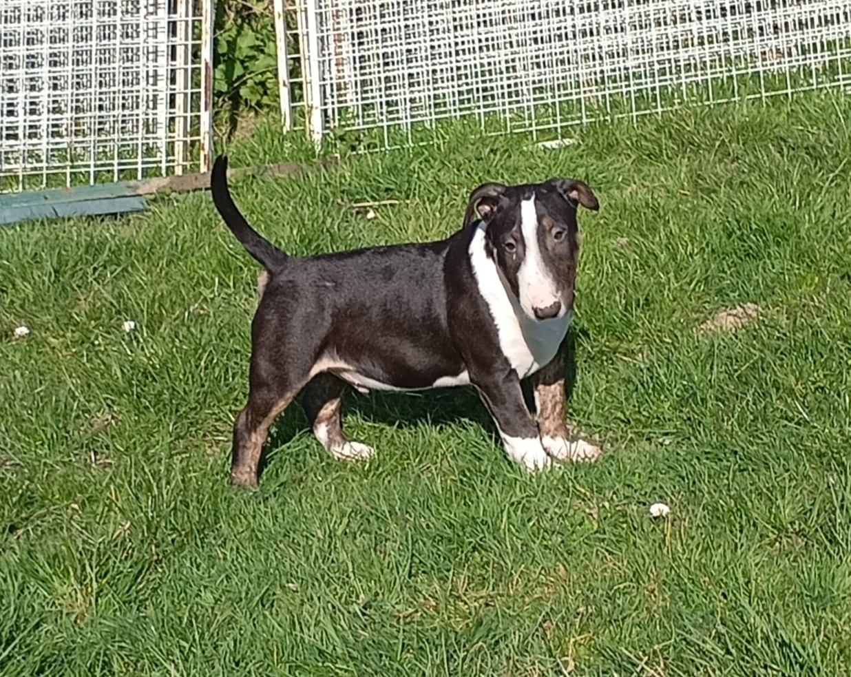 Bulletblanc - Chiots disponibles - Bull Terrier