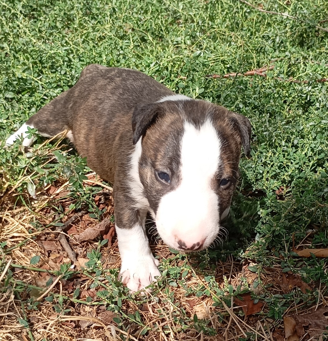Bulletblanc - Chiots disponibles - Bull Terrier