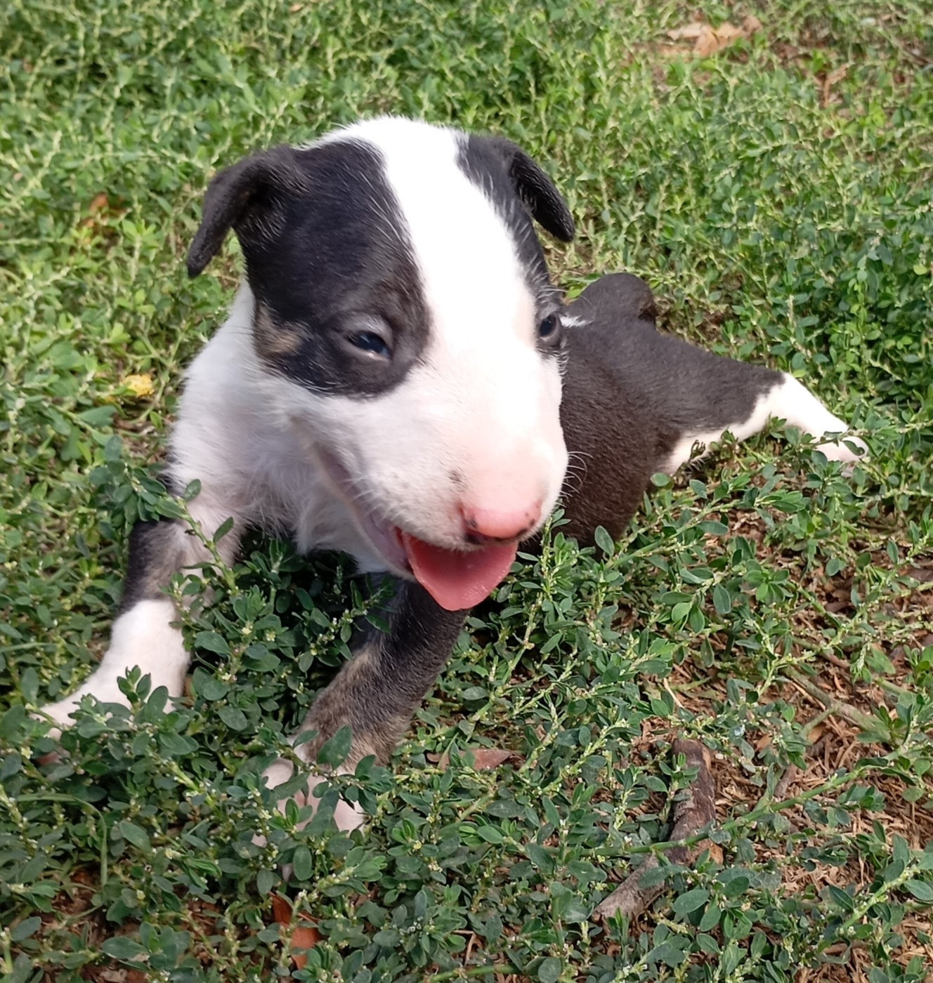 Bulletblanc - Chiots disponibles - Bull Terrier