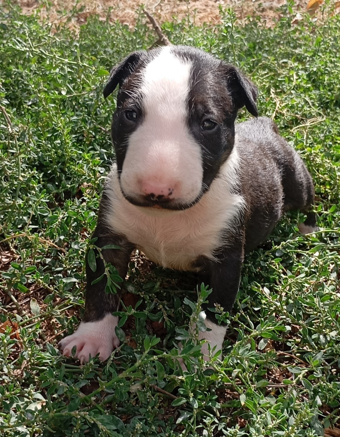 Bulletblanc - Chiots disponibles - Bull Terrier