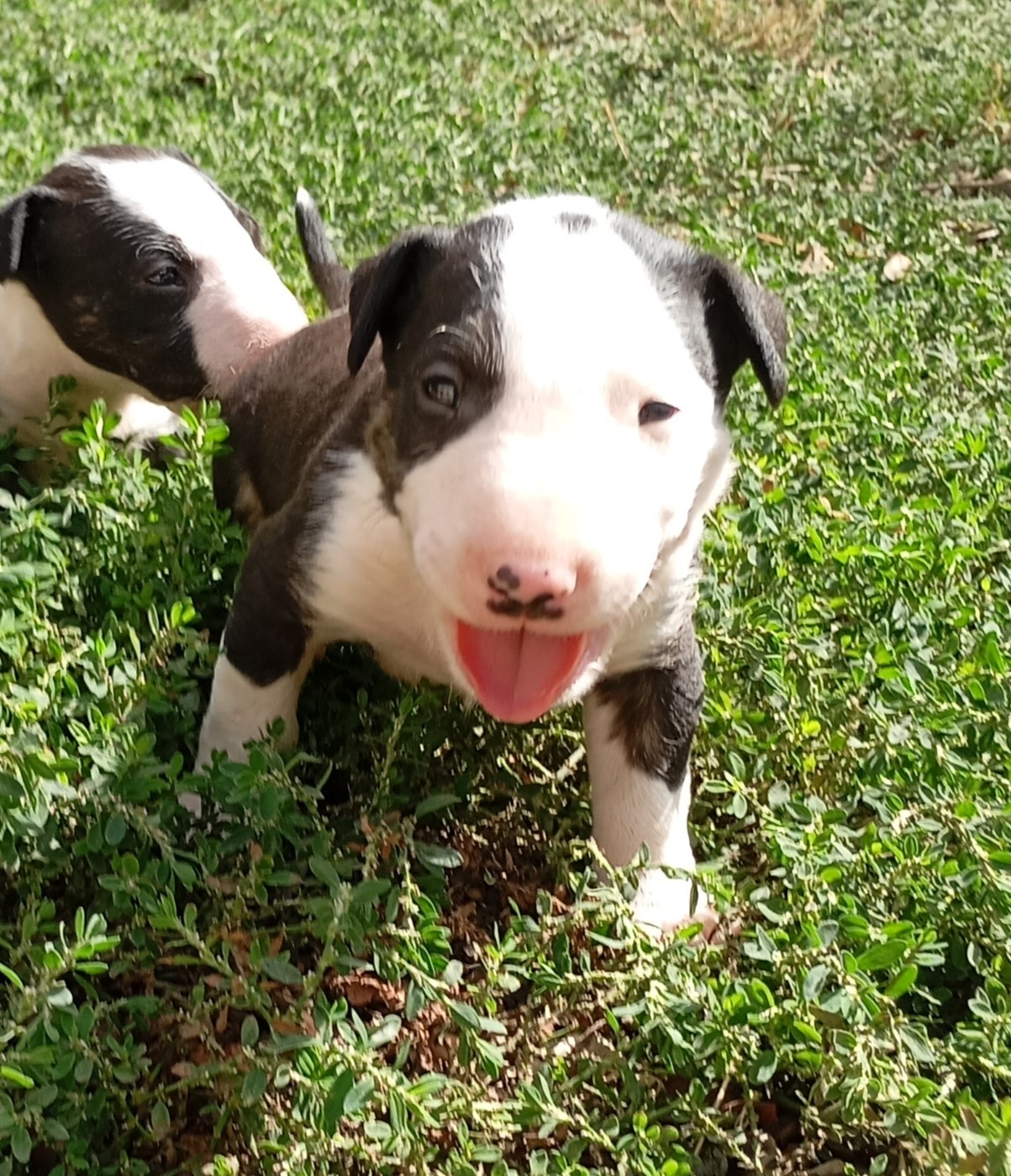 Bulletblanc - Chiots disponibles - Bull Terrier