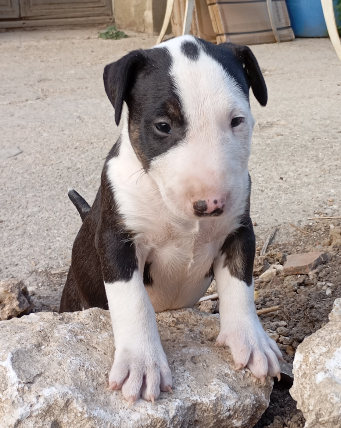Bulletblanc - Chiots disponibles - Bull Terrier
