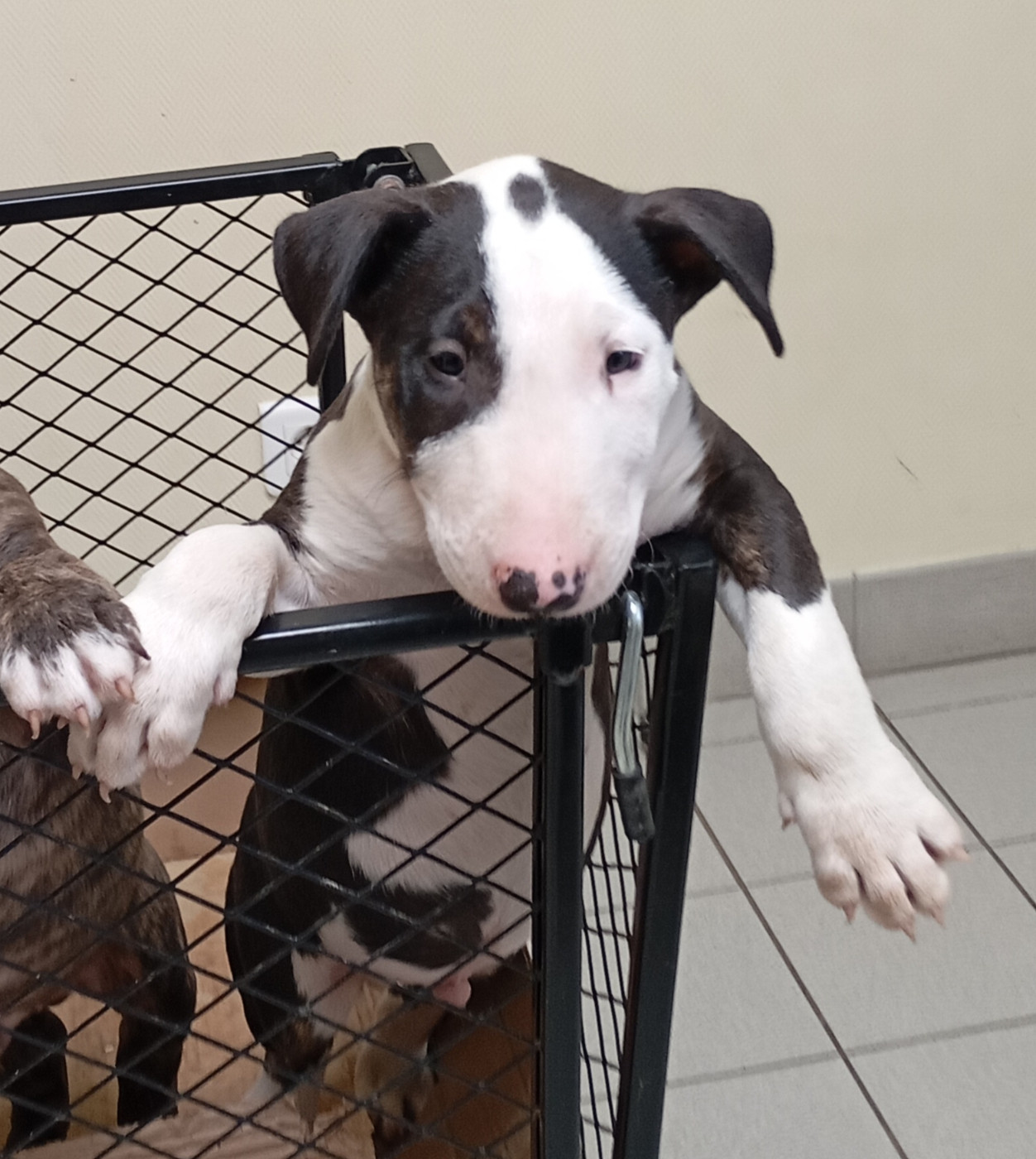 Bulletblanc - Chiots disponibles - Bull Terrier