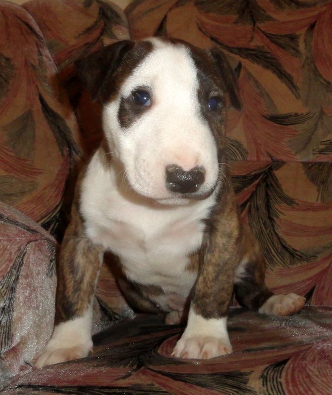 CHIOT