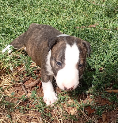 Chiot N°1