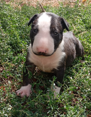 Chiot N°3
