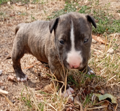 Chiot N°4